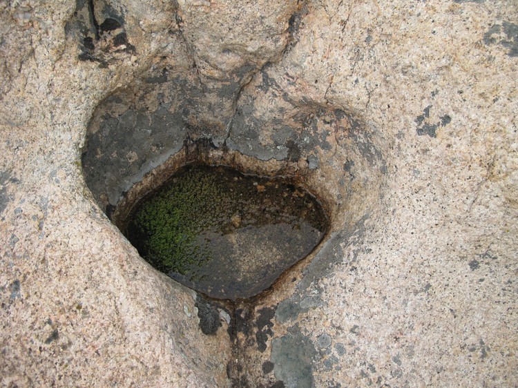 Crassula vaillantii